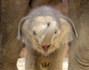 elephant
