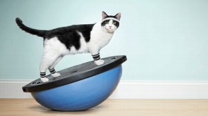 ht_cat_workout_ll_130429_wblog