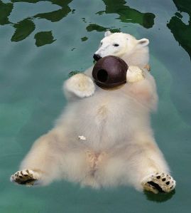 539px-Polar_Bear_floating