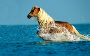 horse-running-on-the-water