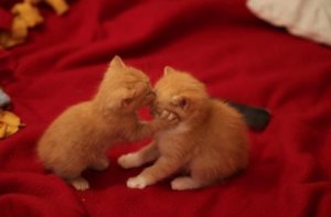 Kitten-Forehead-Kiss