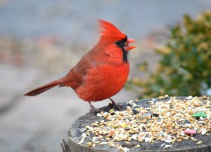 red_cardinal_feeding