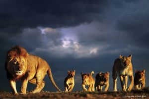 Steve-Bloom-Lion-Pride-PH0295