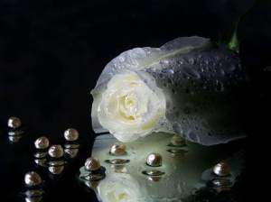 Wonderful-White-Rose-With-Pearls-In-Water-Wallpaper