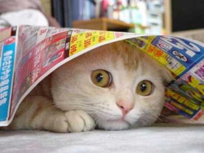 scared-cat-hiding