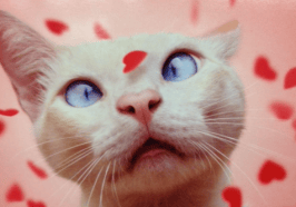 cat-valentine-sphynx-cute-kitty