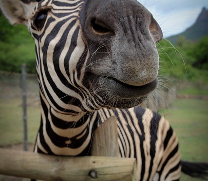 We are not Zebras
